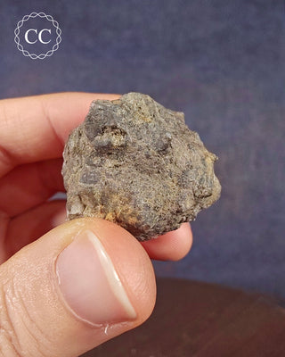 Crinoid Calyx - Clitheroe #1