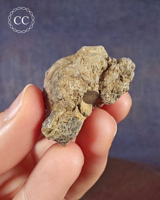 Crinoid Calyx - Clitheroe #10