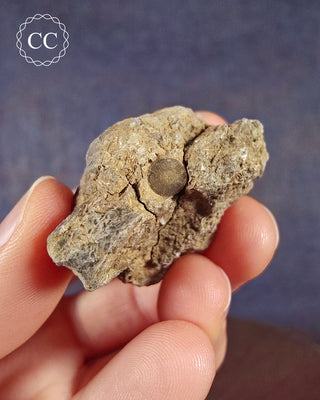 Crinoid Calyx - Clitheroe #10