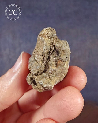 Crinoid Calyx - Clitheroe #10