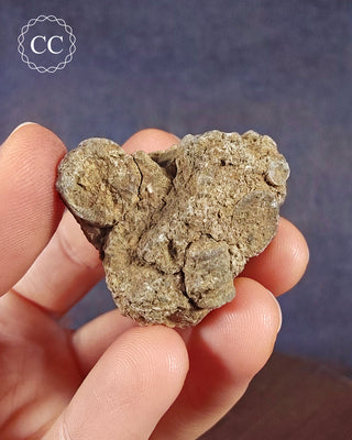 Crinoid Calyx - Clitheroe #10