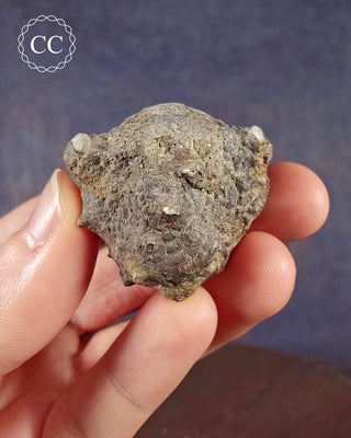 Crinoid Calyx - Clitheroe #1