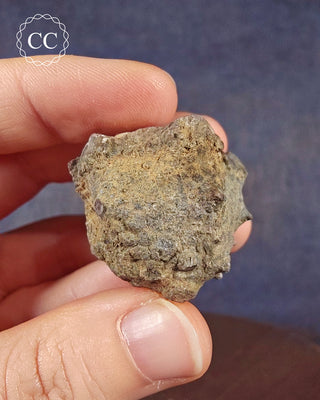 Crinoid Calyx - Clitheroe #1