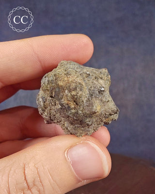 Crinoid Calyx - Clitheroe #1