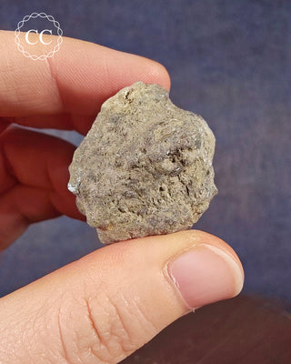 Crinoid Calyx - Clitheroe #2