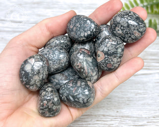 Crinoid Fossil Tumbled Crystals in hand