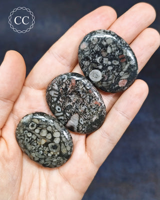 Crinoid Palm Stones in hand