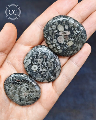 Crinoid Palm Stones in hand