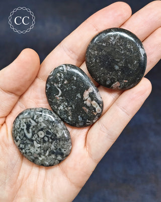 Crinoid Palm Stone