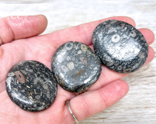 A hand holding three Crinoid Palmstones