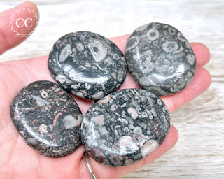 Crinoid Palm Stone