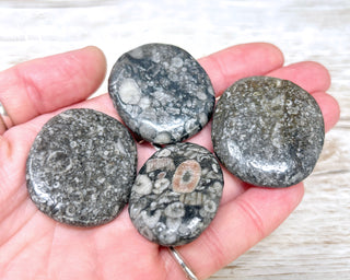 Crinoid Palm Stone