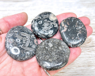 Crinoid Palm Stone