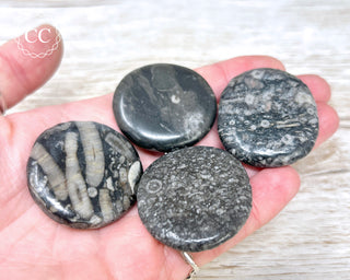 Crinoid Palm Stone