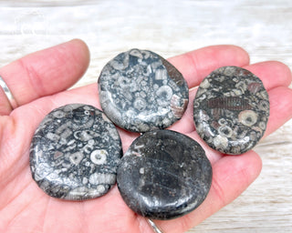 Crinoid Palm Stone