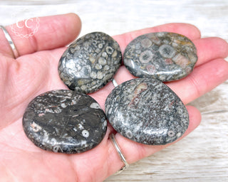 Crinoid Palm Stone