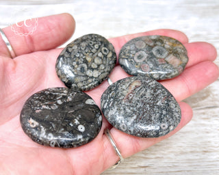 Crinoid Palm Stone