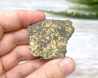 Crinoid Stem 'Fairy Coins' on Limestone #4