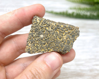 Crinoid Stem 'Fairy Coins' on Limestone  #5