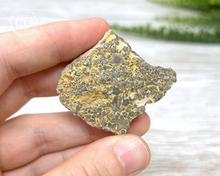 Crinoid Stem 'Fairy Coins' on Limestone #7