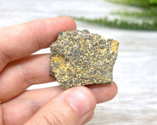 Crinoid Stem 'Fairy Coins' on Limestone #8
