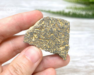Crinoid Stem 'Fairy Coins' on Limestone #9