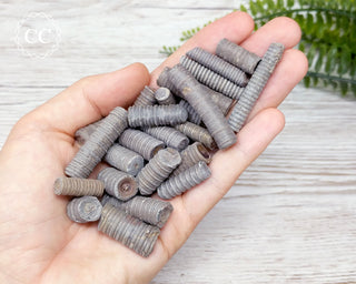 Crinoid Stem Fossils in hand