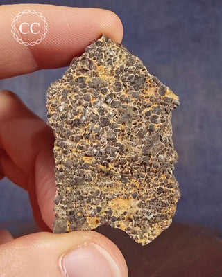 A hand holding a specimen of Crinoid stem sections on Limestone matrix bed from Morrocco