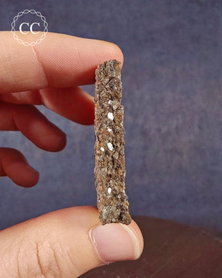 Crinoid Stem 'Fairy Coins' on Limestone #9
