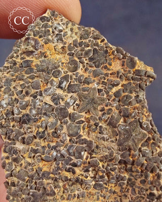 Crinoid Stem 'Fairy Coins' on Limestone #1
