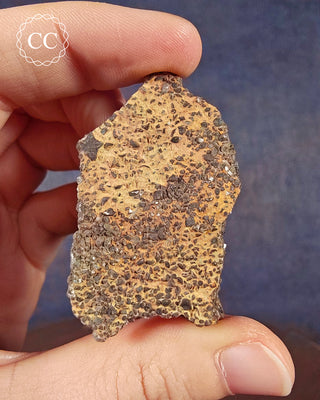 Crinoid Stem 'Fairy Coins' on Limestone #1