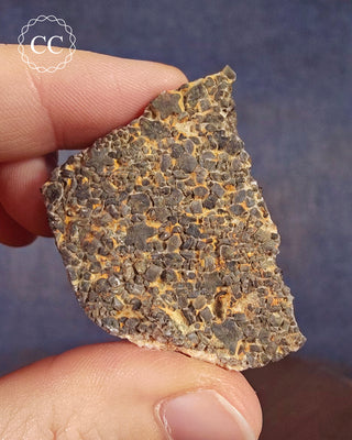 A hand holding a specimen of Crinoid stem sections on Limestone matrix bed from Morrocco