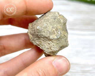 Crinoid Calyx - Clitheroe #7
