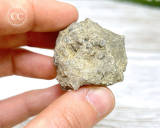 Crinoid Calyx - Clitheroe #7