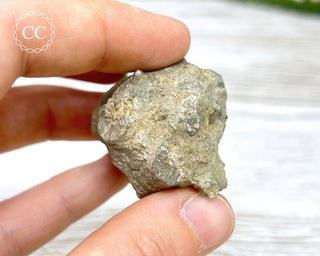 Crinoid Calyx - Clitheroe #7