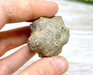 Crinoid Calyx - Clitheroe #7