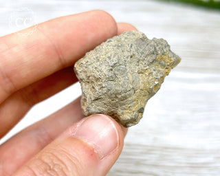 Crinoid Calyx - Clitheroe #8