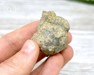 Crinoid Calyx - Clitheroe #8