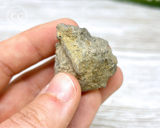 Crinoid Calyx - Clitheroe #8