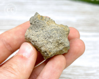 Crinoid Calyx - Clitheroe #8