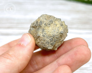 Crinoid Calyx - Clitheroe #8