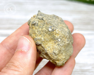 Crinoid Calyx - Clitheroe #9