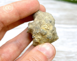 Crinoid Calyx - Clitheroe #9