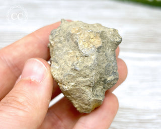 Crinoid Calyx - Clitheroe #9