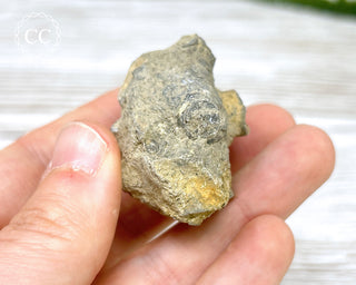 Crinoid Calyx - Clitheroe #9