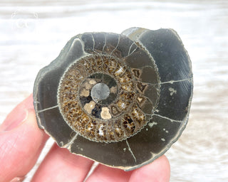 Dactylioceras (Ammonite) Whitby #3