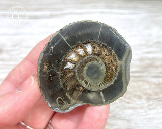 Dactylioceras (Ammonite) Whitby #5