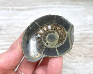 Dactylioceras (Ammonite) Whitby #5