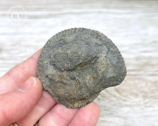 Dactylioceras (Ammonite) Whitby #5