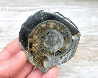 Dactylioceras (Ammonite) Whitby #6